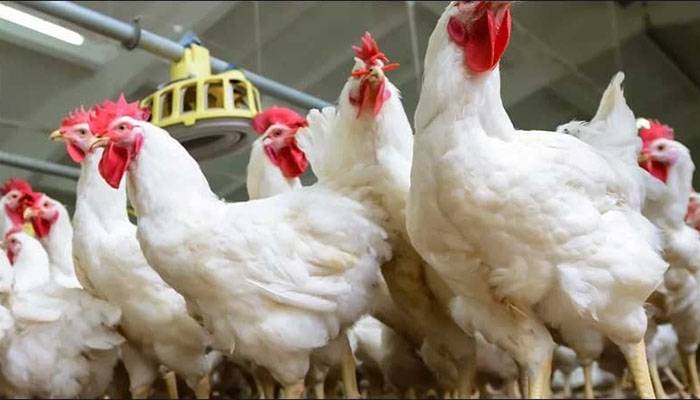 broiler in Lahore, Rate Broiler