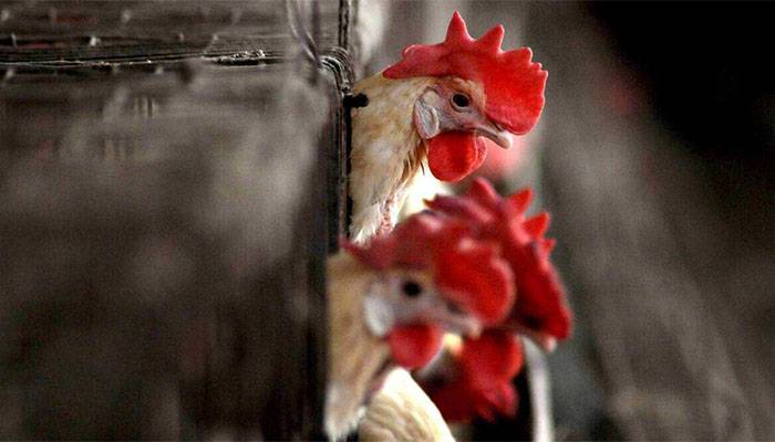 Bird Flu, Omicron Variant, SARS-CoV-2, Pakistan