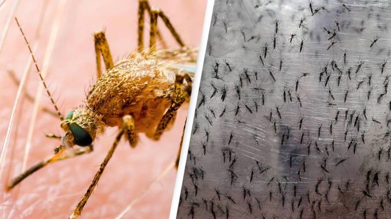 امریکا میں نر مچھروں سے مادہ مچھر مارنے کا منصوبہ 