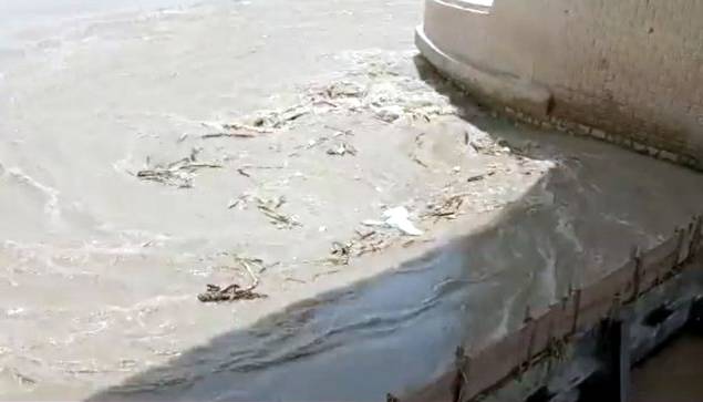 گزشتہ 24 گھنٹوں کے دوران سکھر بیراج سے 12 لاشیں برآمد