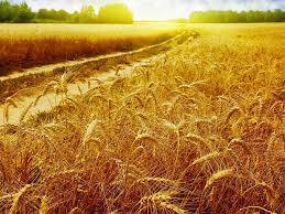 کسانوں کیلئے خوشخبری، گندم کی قیمت 4000 روپے فی من مقرر 