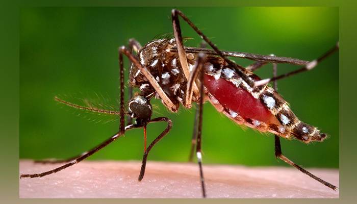 ملک میں ڈینگی کا پھیلاؤ سنگین، 824 سے زائد نئے مریض رپورٹ