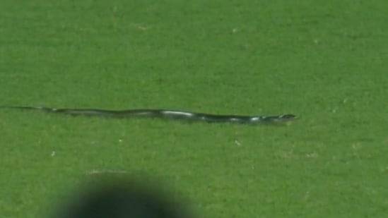 بھارت اور جنوبی افریقا کے درمیان میچ میں 6 فٹ لمبا سانپ نکل آیا 
