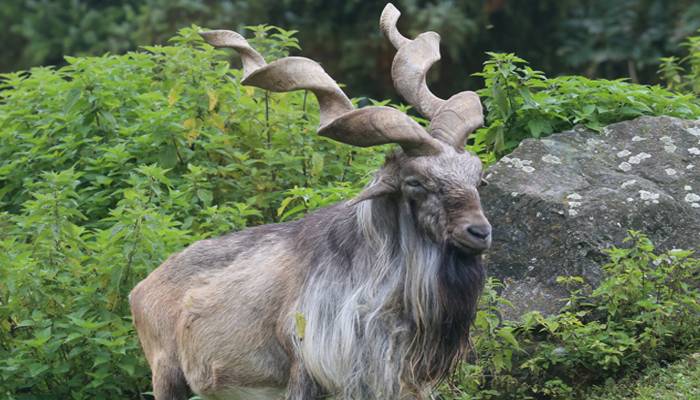 مارخور کے شکار کیلئے گلگت بلتستان کی تاریخ کی سب سےبڑی بولی