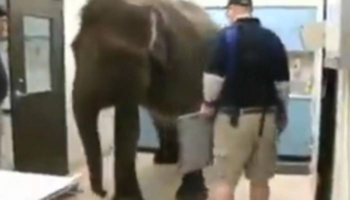 ہاتھی کے ڈاکٹرز کے ساتھ بے مثال تعاون کی ویڈیو سوشل میڈیا پر وائرل 