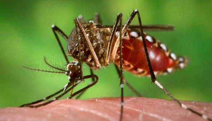 کورونا کے بعد ڈینگی وائرس نے صوبہ پنجاب کو اپنی لپیٹ میں لے لیا 