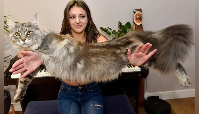  دنیا میں ایک ایسی بلی بھی ہے جس کی لمبائی دیکھ کر آپ حیران رہ جائیں گے 