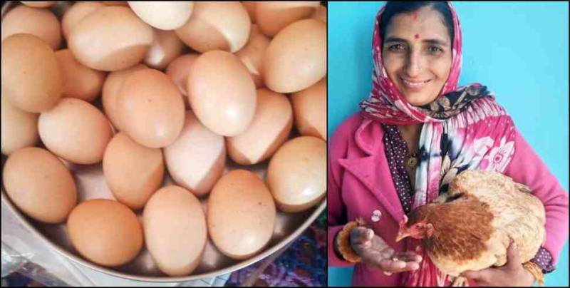 بھارت : مرغی نے ایک نہیں ، دو نہیں ،تین نہیں 24 گھنٹے میں 31 انڈے دے دیے 