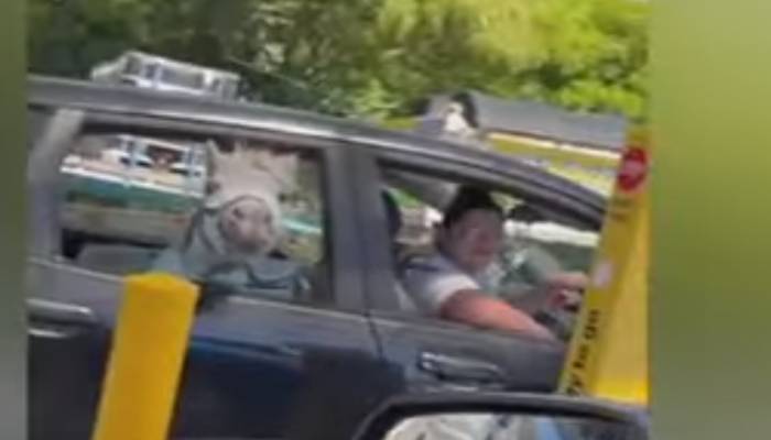  آسٹریلیا:گھوڑا کار میں سوار ہوکر آئس کریم کھانے ریسٹورنٹ پہنچ گیا 