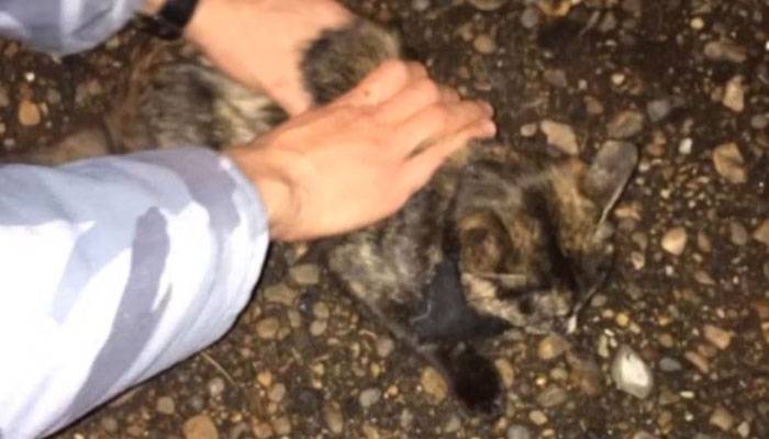 روس میں اسمگلر بلی کے قبضے سے بھاری مقدار میں منشیات برآمد 