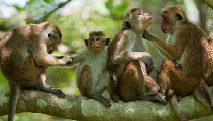 معاشی بحران کی وجہ سے سری لنکا کا چین کو 1 لاکھ بندر فروخت کرنے کا فیصلہ