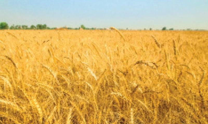 2013 ء کے بعد گندم کی ریکارڈ پیداوار ، وزیر اعظم کا اظہار تشکر