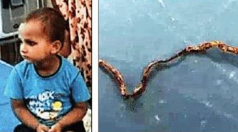 تین سالہ بچے نے سانپ کو دانتوں سے چبا کرجان سے مار ڈالا