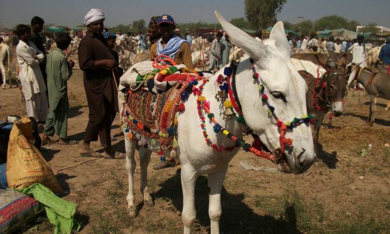 پاکستان میں گدھوں کی تعداد میں ایک لاکھ اضافہ