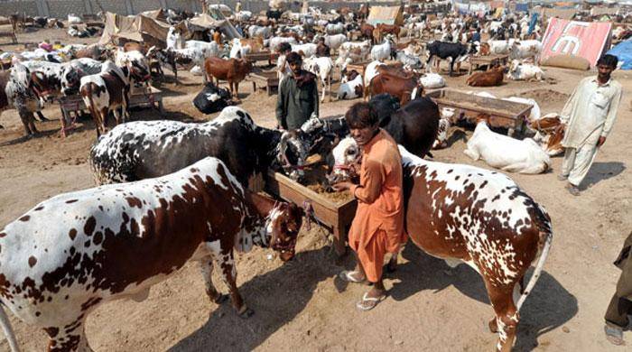  عید الاضحیٰ سے قبل کانگو وائرس کے پھیلاؤ کا خدشہ