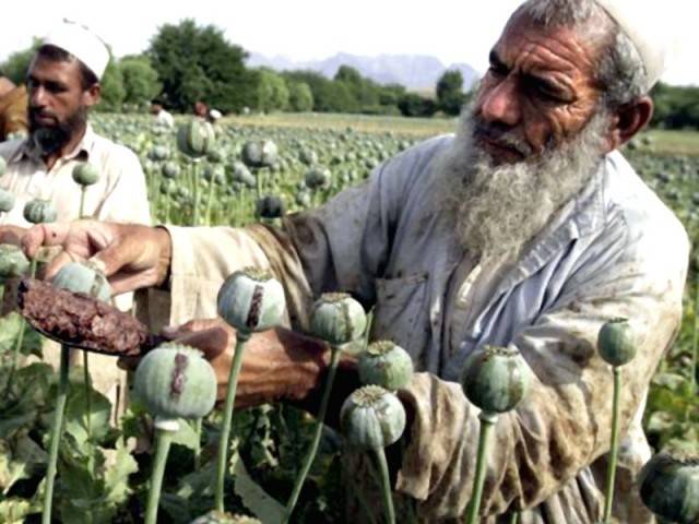 13 برس سے بند ایشیا کی افیون فیکٹری کو دوبارہ کھولنے کافیصلہ