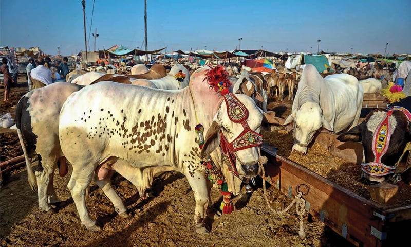 عید پر 500 ارب کا کاروبار ہوا، شہروں سے سرمایہ دیہات منتقل 