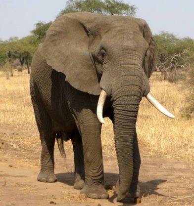 دو ممالک کے درمیا ن سفارتی تعلقات کی خرابی کا باعث بننے والے ہاتھی  کو  واپس بھیجنے کا فیصلہ