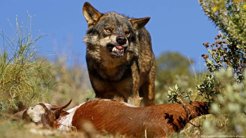 عام انتخابات :جنگلی بھیڑیوں کے لیے خطرے کی گھنٹی