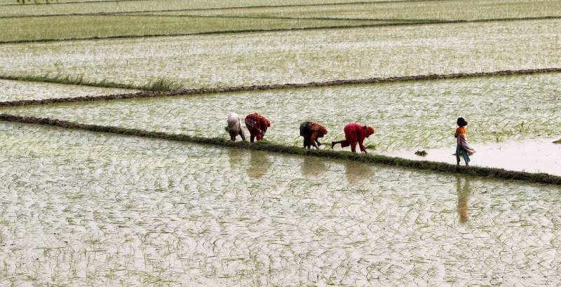 ایل نینو کا جلد آغاز، پاکستان سمیت ایشیاء میں چاول کی فصل بری طرح متاثر ہونے کا خدشہ