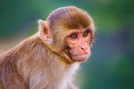 سٹی کورٹ میں گزشتہ روز پیشی کے دوران فرار ہونے والا بندر تاحال گرفت میں نہیں آسکا 