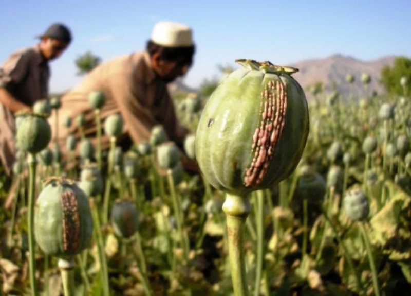 پاکستان میں ایشیا کی سب سے بڑی افیون فیکٹری کھولنے کا فیصلہ 