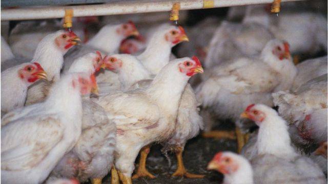  چکن فروشوں نے سپلائی بند کردی ، مرغی کے گوشت کے بحران کا خدشہ 