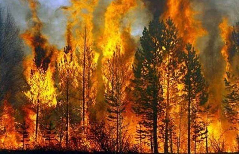 بلوچستان کے ضلع موسیٰ خیل اور شیرانی کے جنگلات میں لگی آگ پر قابو پا لیا گیا