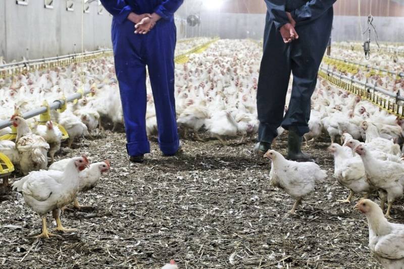 یورپ میں برڈ فلو پھیل گیا، لاکھوں مرغیاں تلف