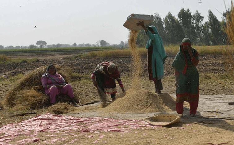 چولستان کے کاشت کاروں کو 45 سال بعد ان کا حق مل گیا،  3 لاکھ 44 ہزار ایکڑ اراضی الاٹ 