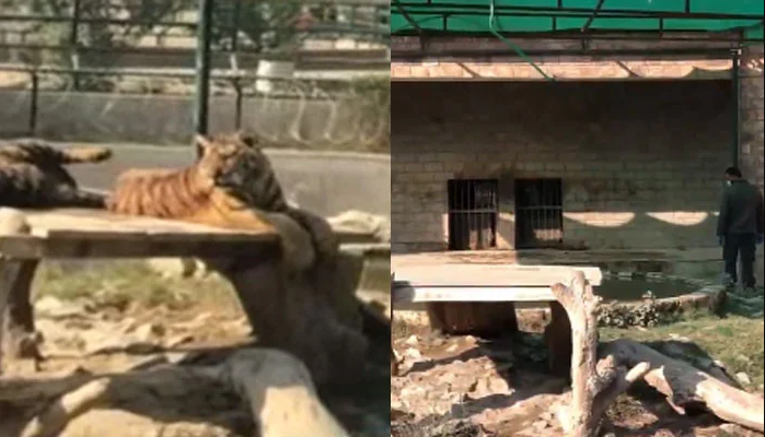  شیروں کے حملے سے ہلاکت، بہاولپور چڑیا گھر کی انتظامیہ کیخلاف رٹ پٹیشن دائر