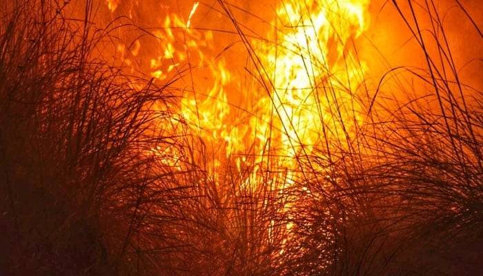 کوہلو : جندران کے جنگلات میں لگی آگ پر قابو پا لیا گیا