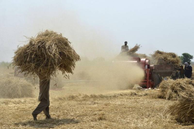 گندم خریداری میں تاخیر ، کسانوں کا پنجاب اسمبلی کے باہر احتجاج کا اعلان 