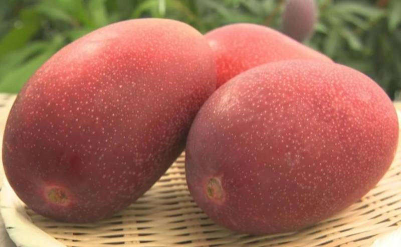 دنیا کا مہنگا ترین آم کراچی میں بھی کاشت ہونے لگا، قیمت صرف 3 لاکھ روپے فی کلو