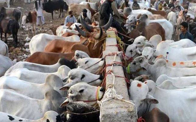 نیشنل بینک نے کراچی مویشی منڈی میں اے ٹی ایم کی سہولت متعارف کرا دی