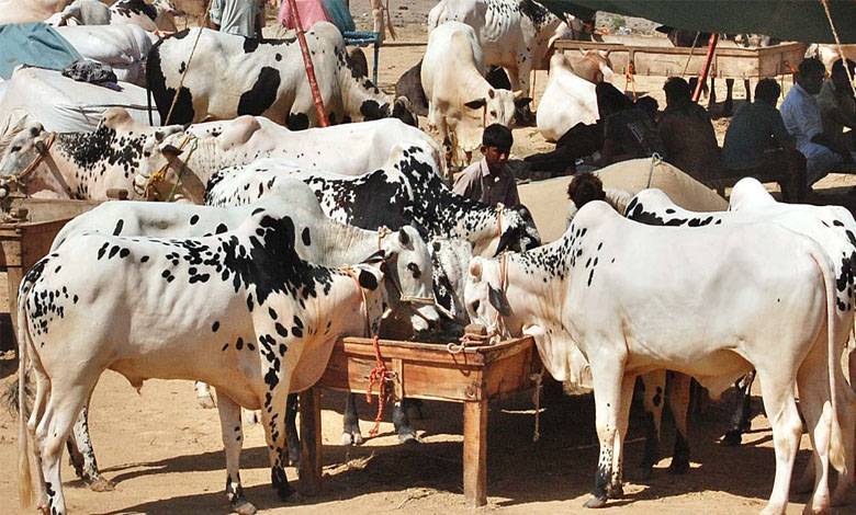 عید کے دوسرے دن بھی قربانیوں کا سلسلہ جاری، صفائی اور سیکیورٹی انتظامات مؤثر