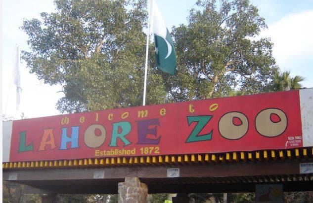 لاہور چڑیا گھر میں شہریوں کے لیے بڑا ریلیف، تفریحی سہولتوں پر 50 فیصد ڈسکاؤنٹ کا اعلان