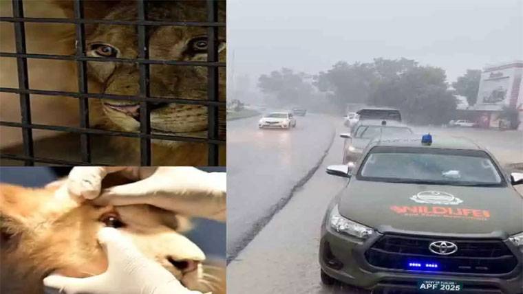  لاہور: سیلاب میں پھنسے 6 شیروں کو کامیابی سے ریسکیو کر لیا گیا
