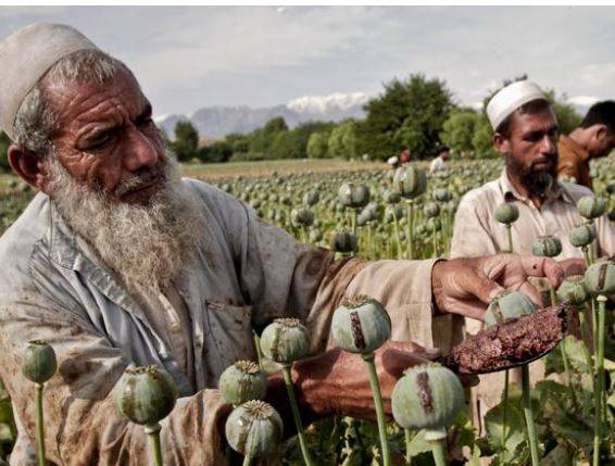 افغانستان عالمی سطح پر افیون کی پیداوار کا بڑا مرکز قرار