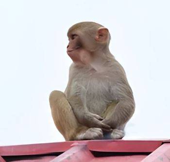 بھارتی بندر نے ہلچل مچا دی