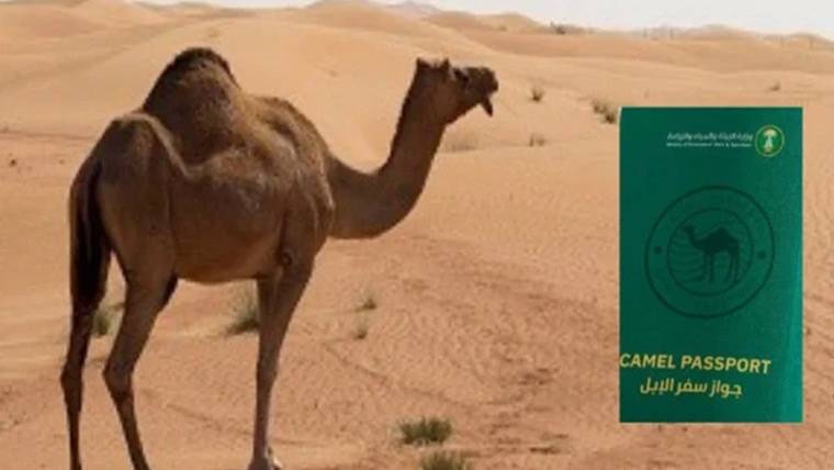 سعودی عرب میں اونٹوں کو پاسپورٹ جاری کرنے کا منصوبہ تیار 