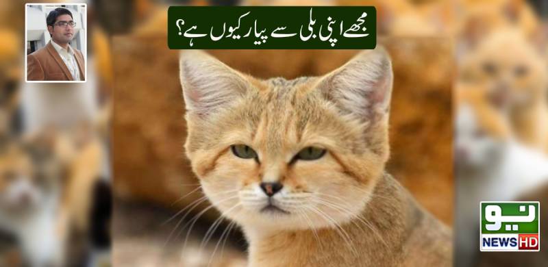 مجھے اپنی بلی سے پیار کیوں ہے ؟