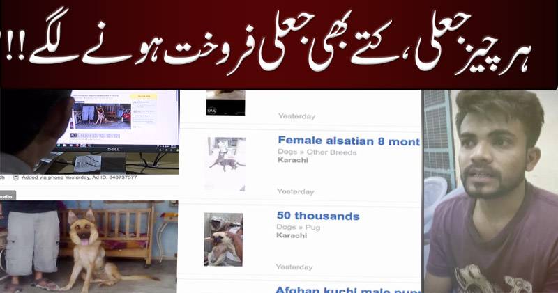 ہر چیز جعلی، کتے بھی جعلی فروخت ہونے لگے