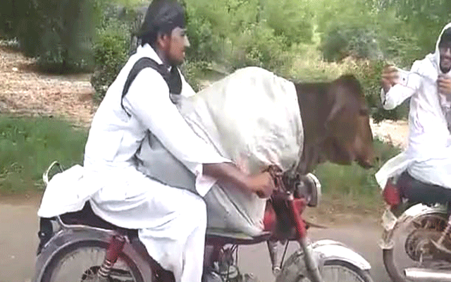  موٹر سائیکل پر بیل بٹھائے پاکستانی نوجوان کی ویڈیو سوشل میڈیا پر وائرل