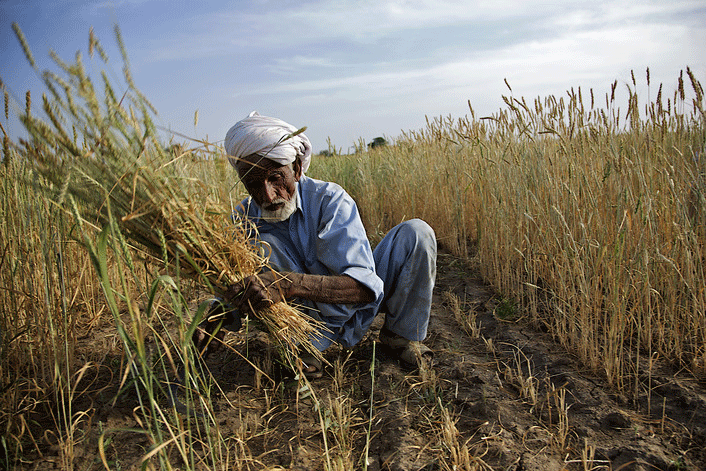 صوبے میں گندم بحران کا کوئی خدشہ نہیں ہے: مشیر خوراک خیبرپختونخوا خلیق الرحمان