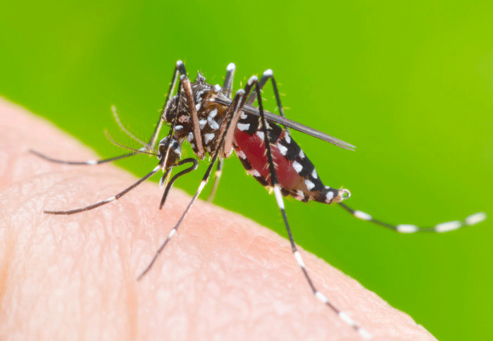report-of-147-confirmed-dengue-patients-in-punjab-province-since-january-2020