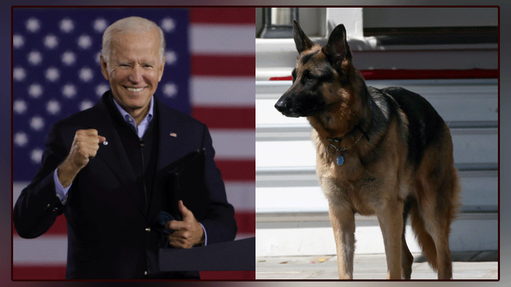 Newly elected US President Joe Biden fell while playing with a pet dog