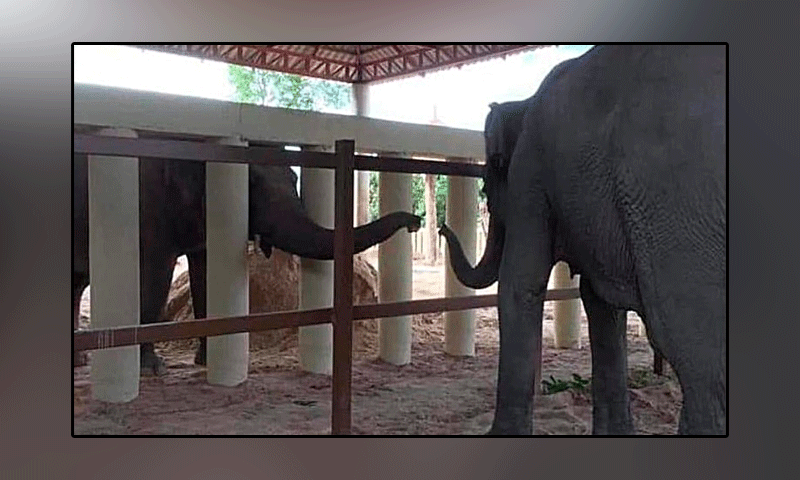 World's loneliest elephant' Kaavan starts a new life in Cambodia
