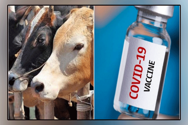Clarify whether Covid vaccines contain cow's blood: All India Hindu Mahasabha chief