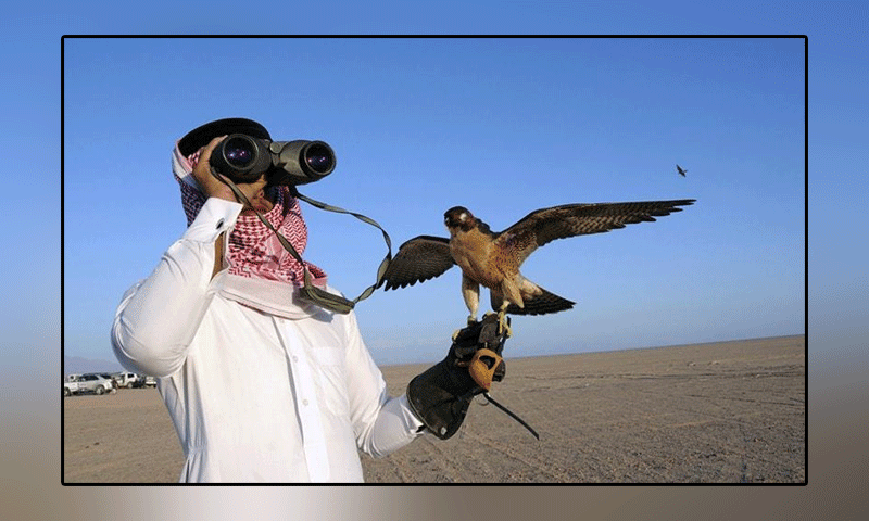 Pakistan allowed Dubai's rulers and royal family for bustard hunting